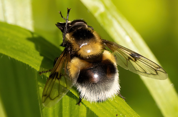 bee mimic